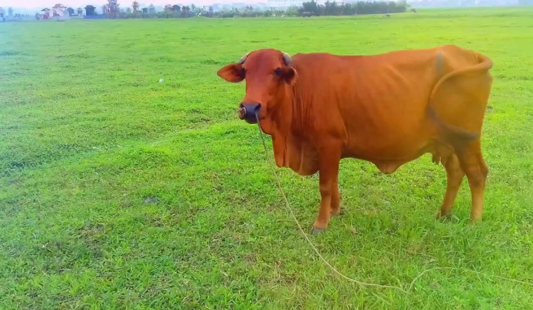 Nằm mơ thấy bò đánh đề con gì? Mơ thấy con bò là tốt hay xấu?