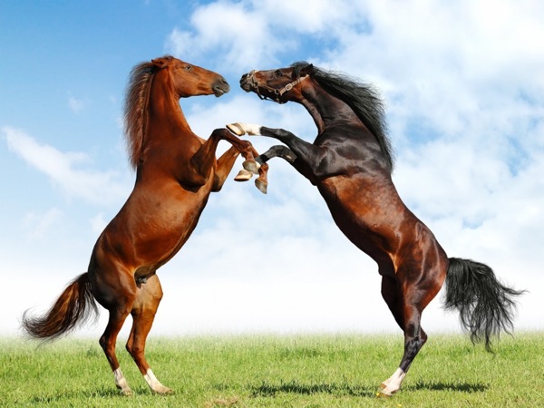 Nằm mơ thấy ngựa là điềm báo tốt hay xấu? Mơ thấy ngựa đánh đề con gì?