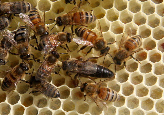Giải mã giấc mơ thấy ong, Nằm mơ thấy ong nên đánh con gì?
