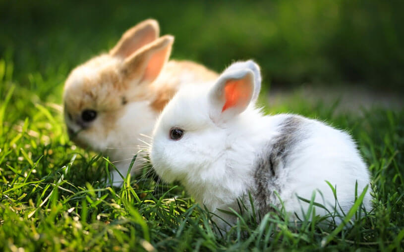 Nằm mơ thấy thỏ tốt hay xấu? Mơ thấy con thỏ là số mấy?