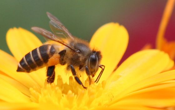 Giải mã giấc mơ thấy ong, Nằm mơ thấy ong nên đánh con gì?